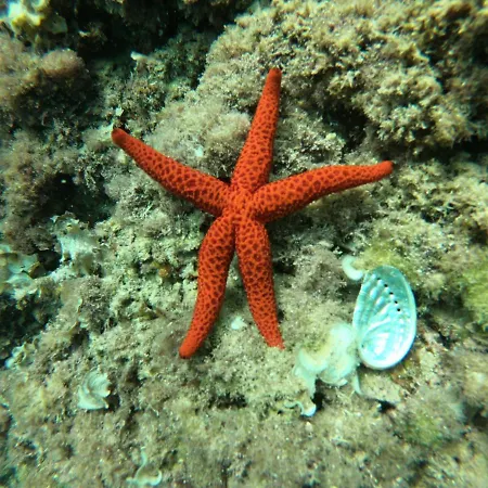 شقة Cala Mascarat *