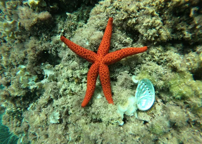 Apartament Cala Mascarat *