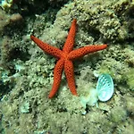 Διαμέρισμα Cala Mascarat *